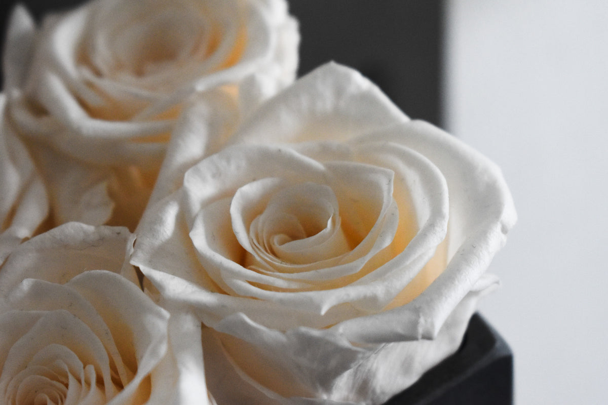 8 roses centerpiece – buybuysashimi